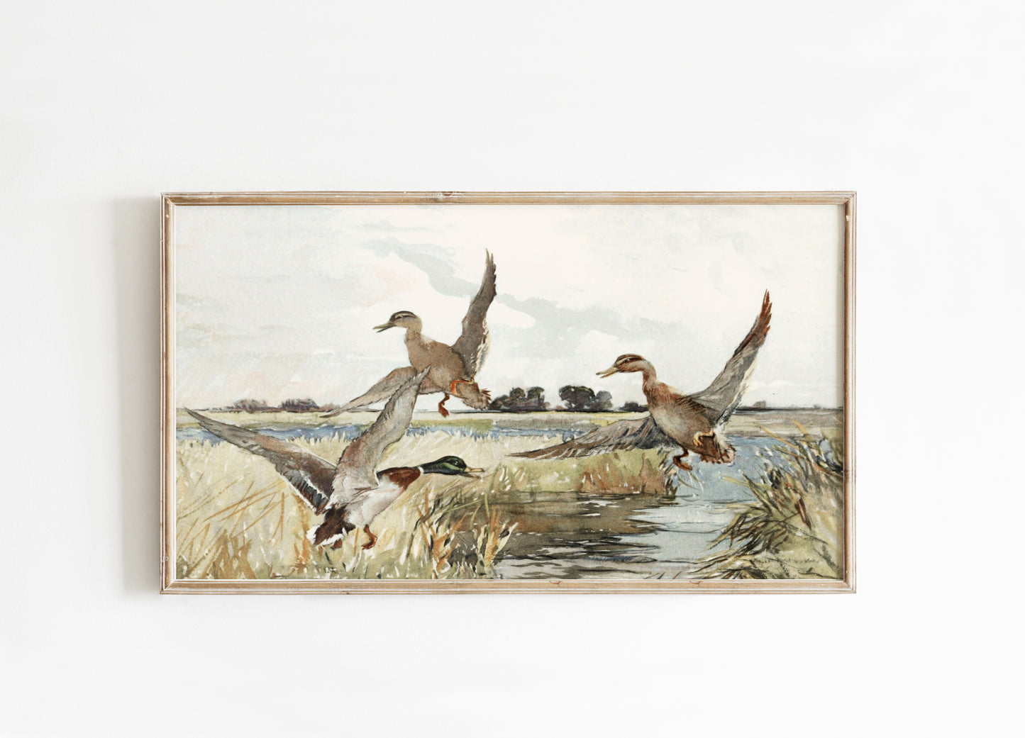 Mallard Ducks FRAME TV